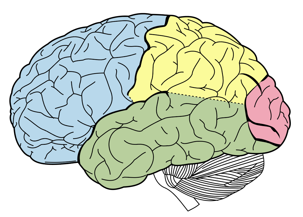 The brain lobes